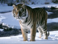 /album/i-dont-now/tigre-neige-jpg/